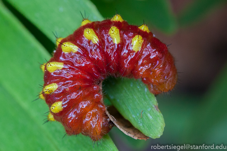 atala caterpillar